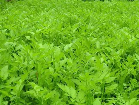 南城杂草藏珍宝，脚下良药不识君